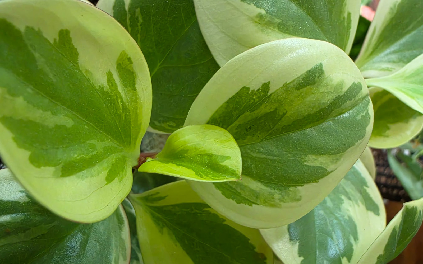 ss_Peperomia_doss
