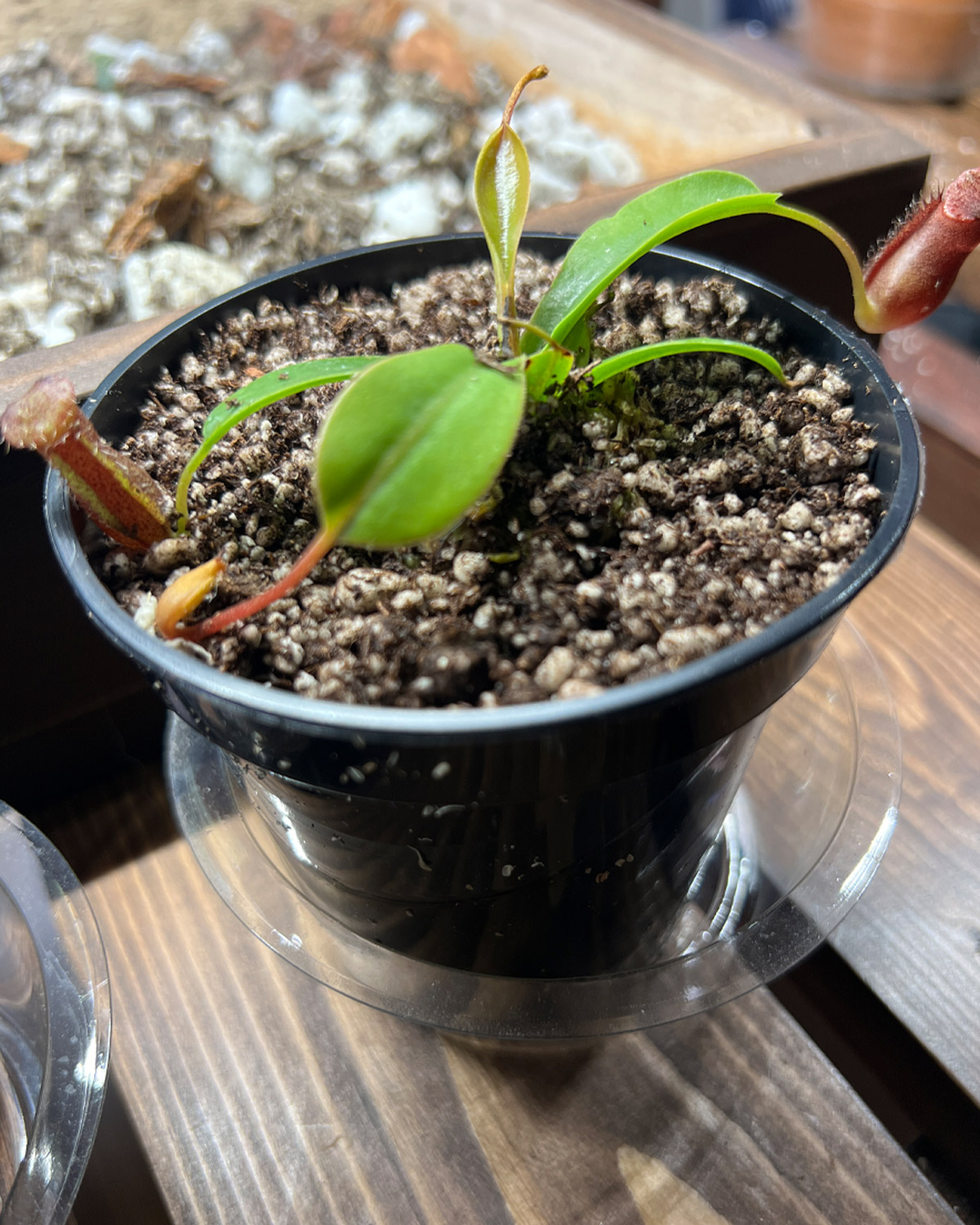 trop_pitcher_field