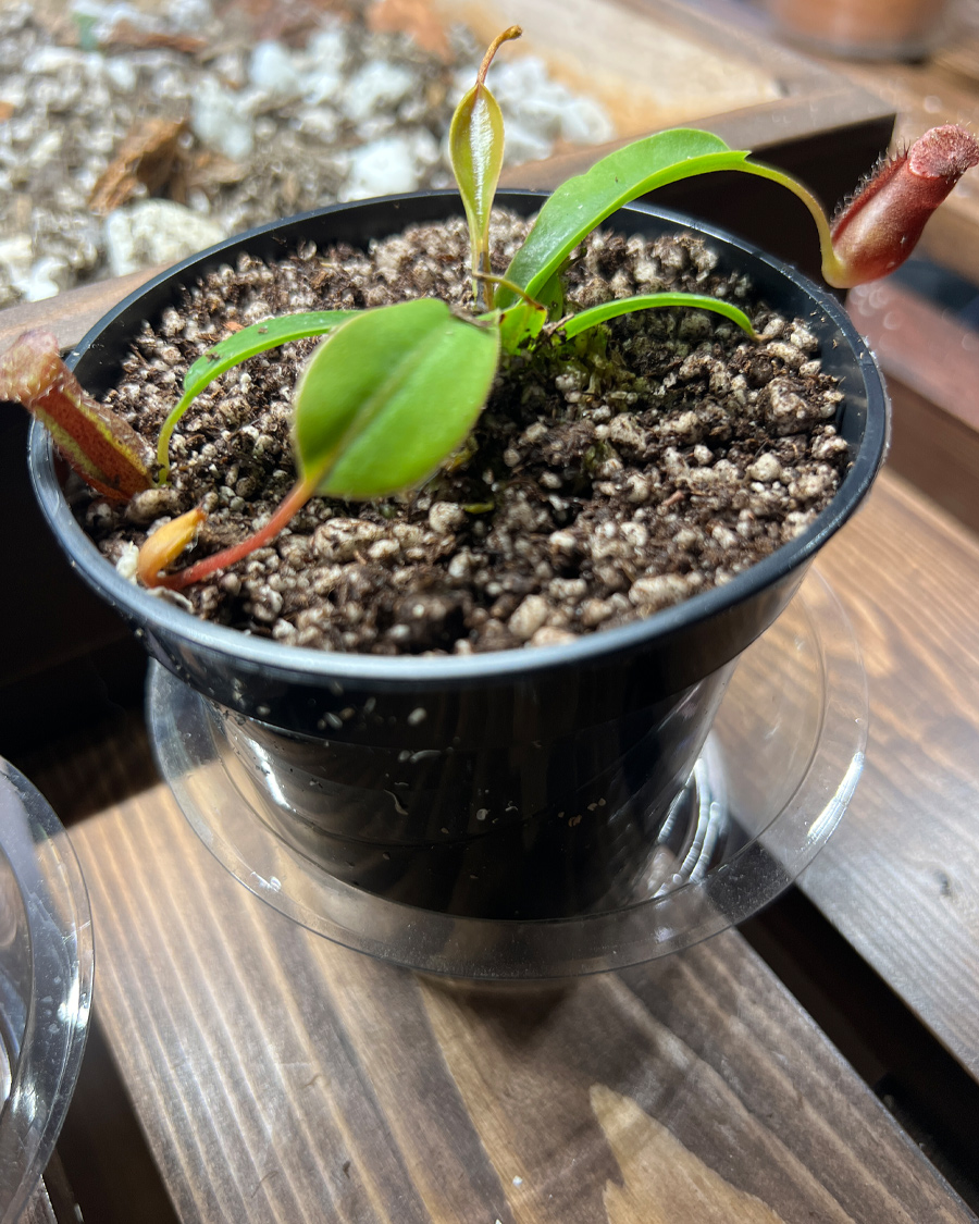 tropical_pitcher