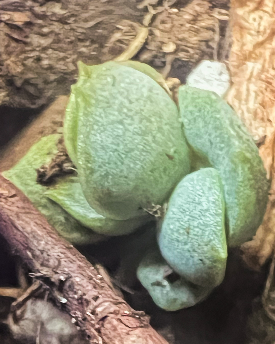 unidentified_succulent