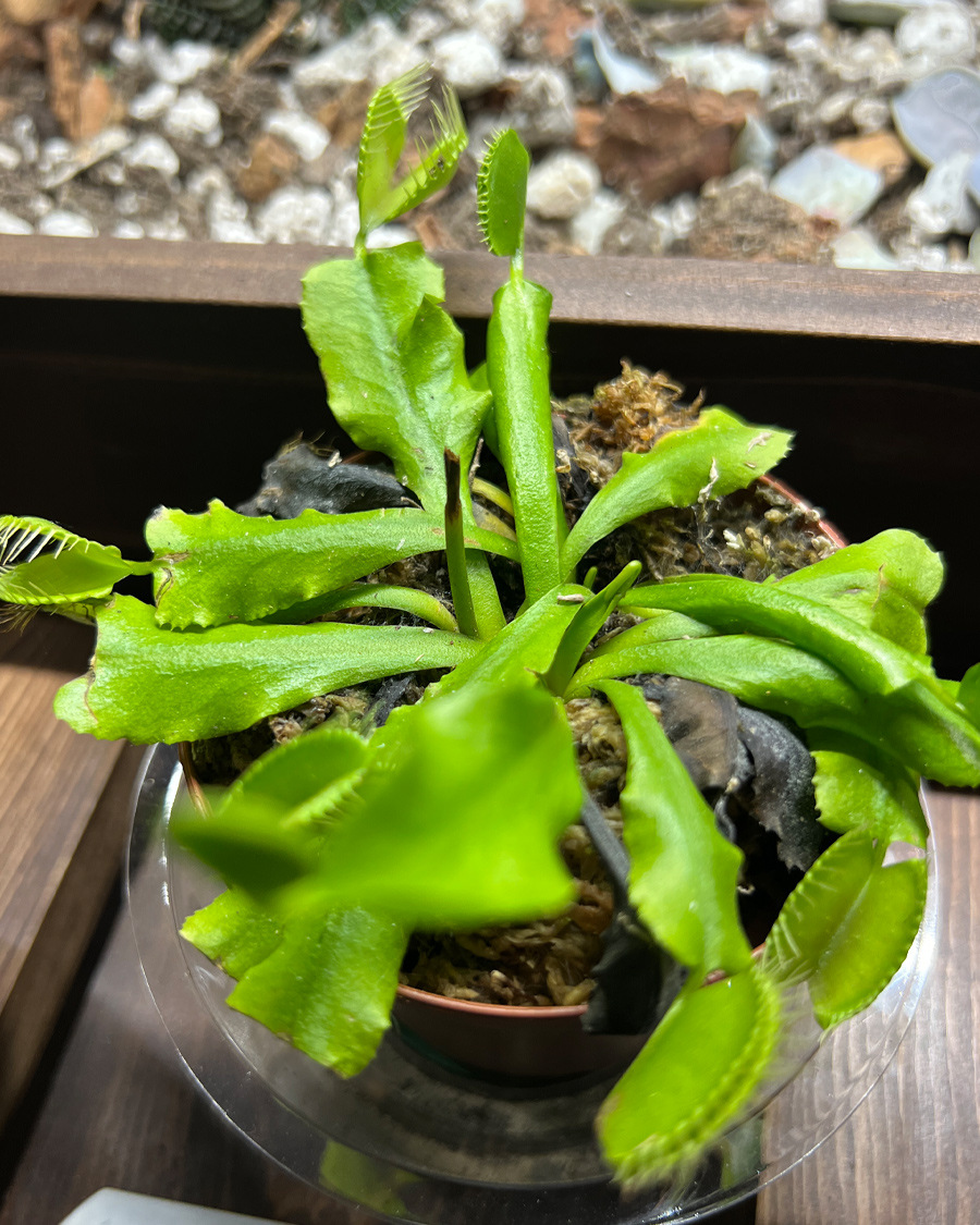 venus_Flytrap