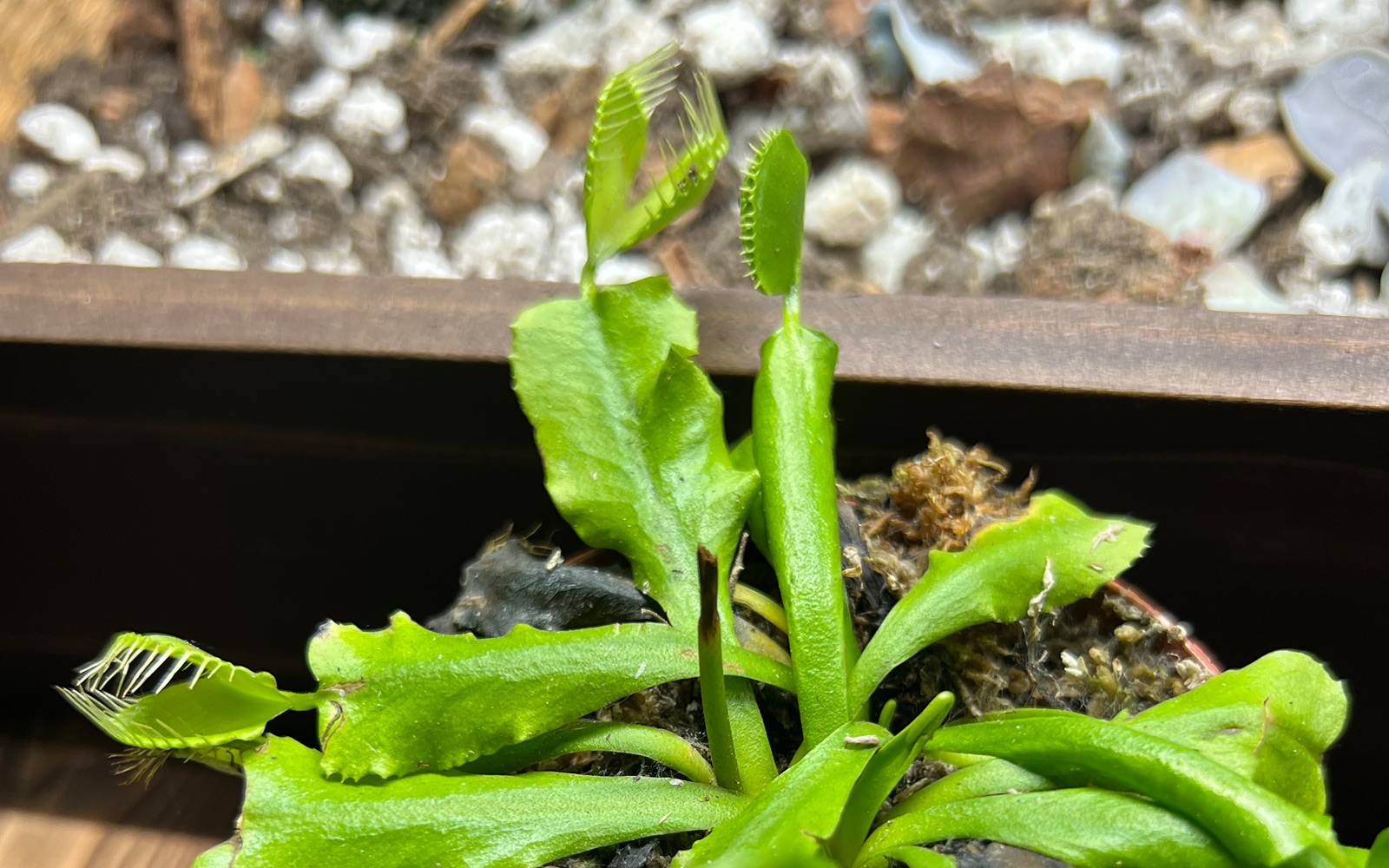 venus_flytrap_doss