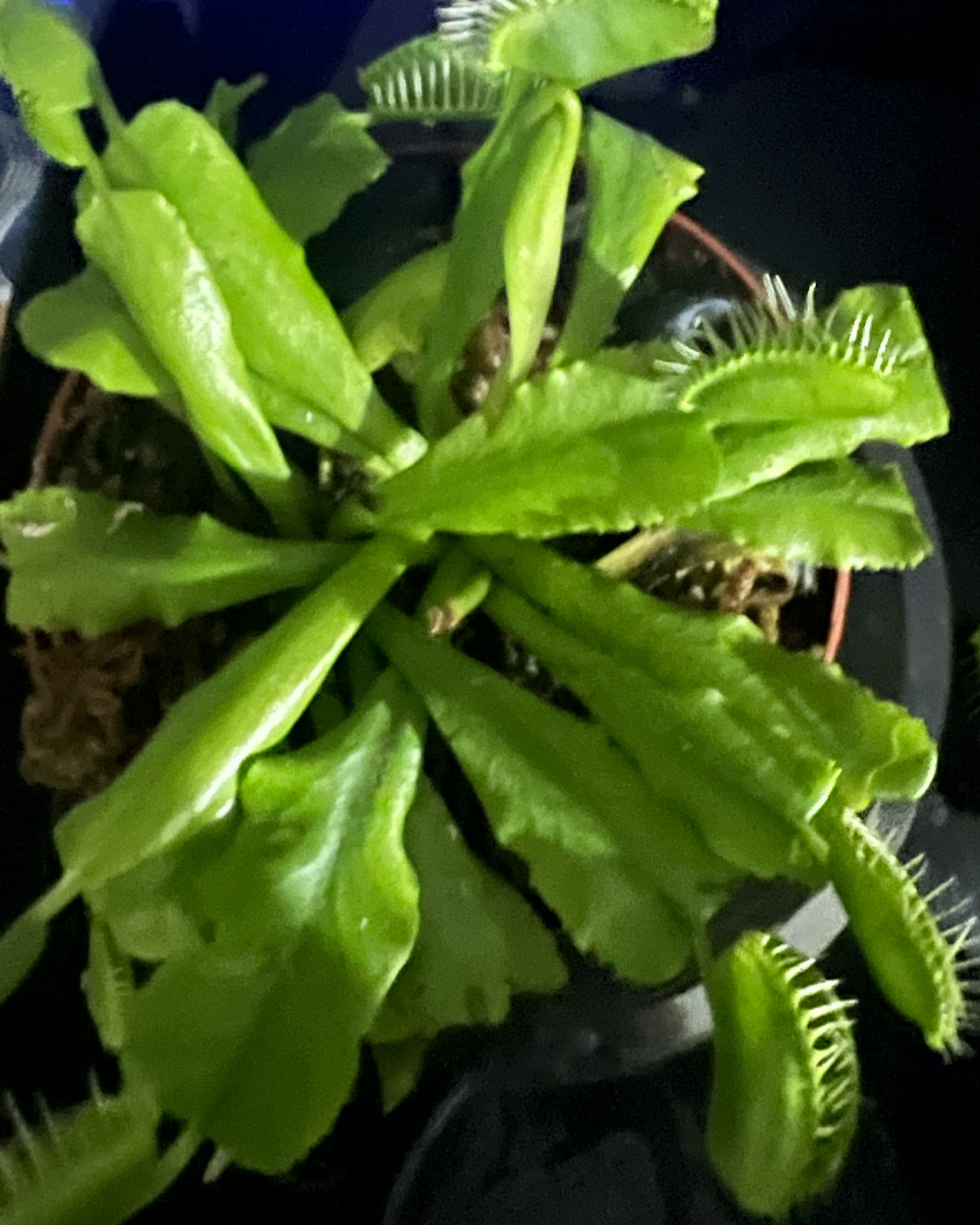 venus_flytrap_field