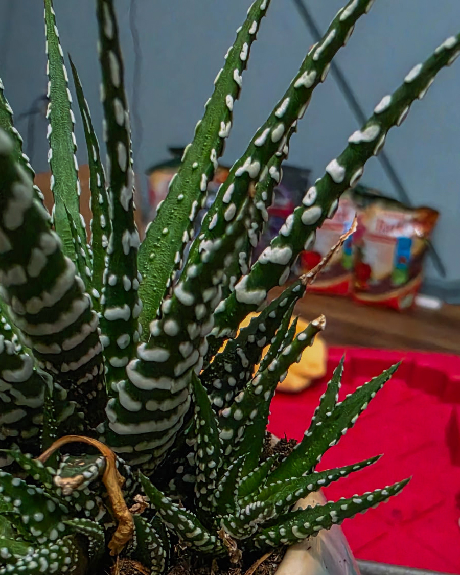 zebra_haworthia
